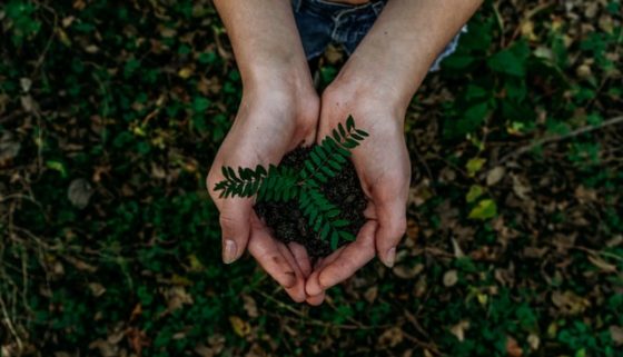 tree planting